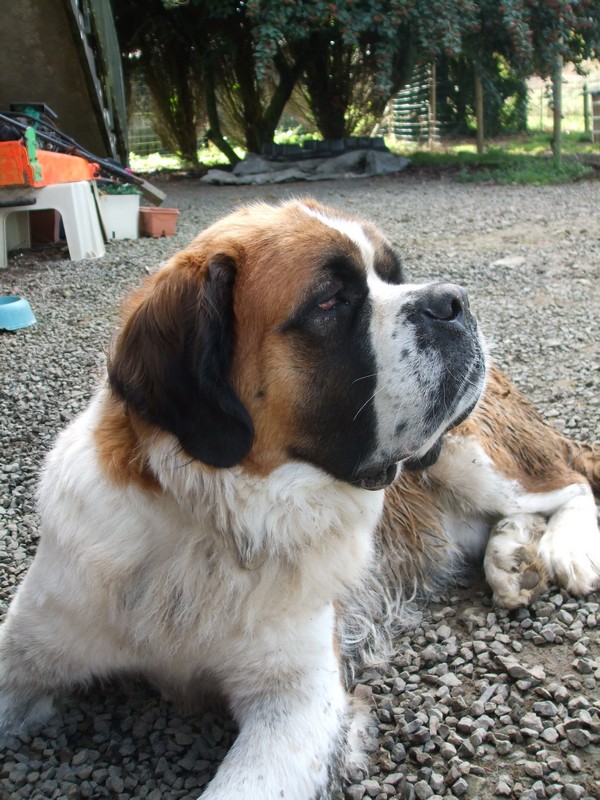 [résolu]FALCOR saint Bernard mâle 2ans et demi - PL - Chats de Dunes (50) Falcor