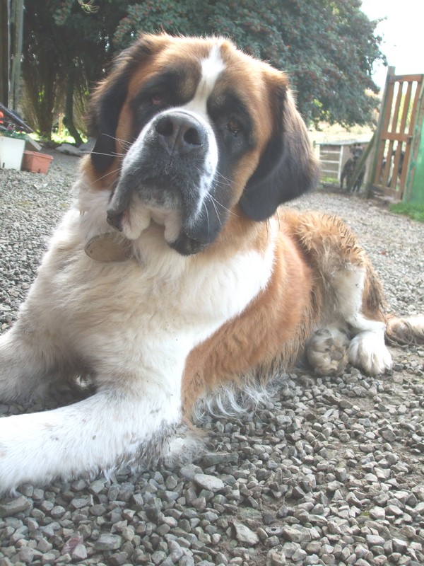 [résolu]FALCOR saint Bernard mâle 2ans et demi - PL - Chats de Dunes (50) Falcor3