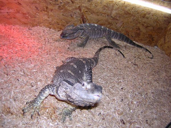 a vendre magnifique couple reproducteur de varanus albigular Albigularisannonce2