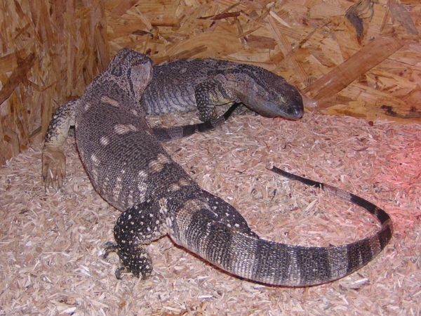 a vendre magnifique couple reproducteur de varanus albigular Albigularisannonce3