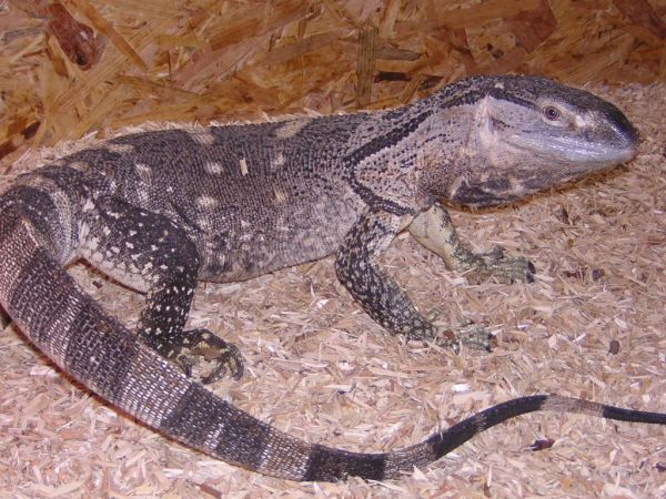 a vendre magnifique couple reproducteur de varanus albigular Albigularisannonce4