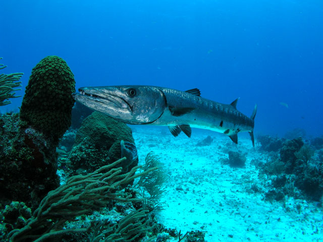 La Pesca de la Barracuda por José Manuel López Pinto Barracuda