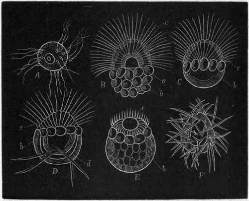 اللافقاريات البحرية: Fig-30-Development-of-Calcispongiae-A-Ovum-in-the-act