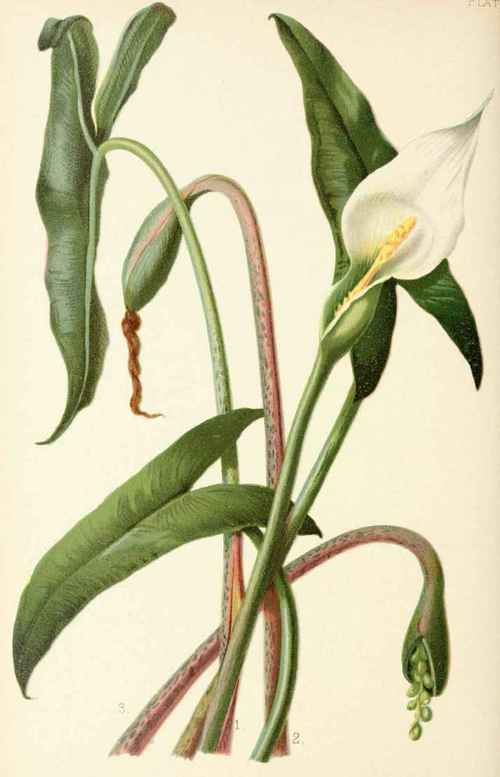 Plantes sauvages ou cultivées TOXIQUES pour les lézards et tortues - Page 3 Xanthosoma-Sagittifolia