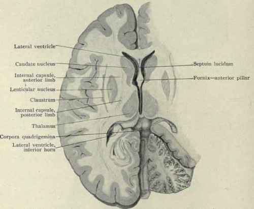 praktiCAl AnatomY Fig-37-Horizontal-section-of-the-brain-showing-the-inte