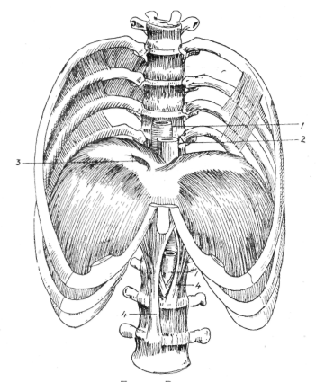 دول بعض صور الابدومن والبلفيس لسنه تانيه Fig-73-Diaphragm