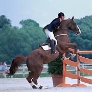 Les Chevaux et Poneys a vendre Image01