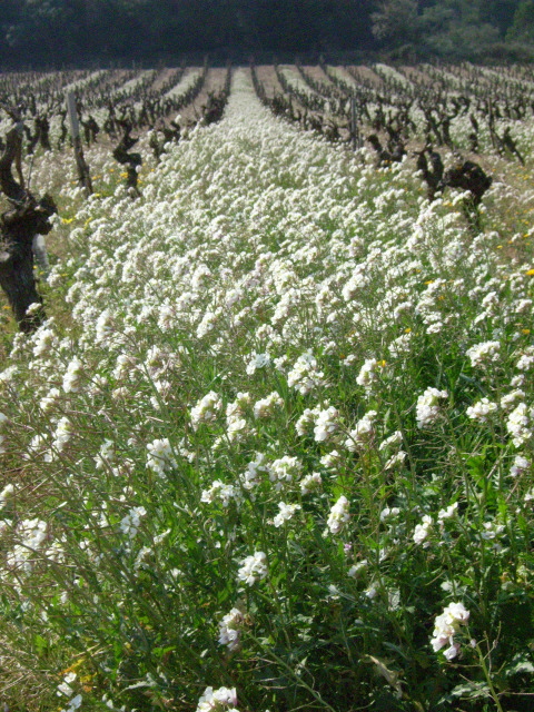 Beaux Textes, Prières, Homélies Vigne-fleurs