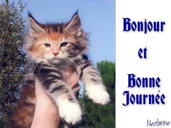 Ƹ̵̡Ӝ̵̨̄Ʒ ♥ Bonjour...Bonsoir...Quoi de neuf??? ♥ Ƹ̵̡Ӝ̵̨̄Ʒ . - Page 3 57a5b92f