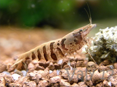 Caridina cf. Babaulti  Stripe1