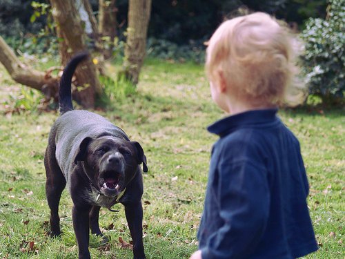 Pourquoi les chiens sortent ils les crocs? Chien-danger-enfant-approche