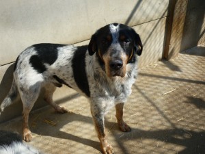 DOCKY - x setter 3 ans - Spa Canche Authie  à Saint Aubin (62) Docky1-300x225