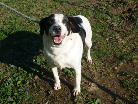 Urgent - LUCAS - pointer 8 ans - Spa Canche Authie à St Aubin (62) Lucas