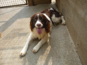 ELFE type SPRINGER ANGLAIS mâle né en 2009 - URGENT Refuge St Aubin (62) P10501261-300x225