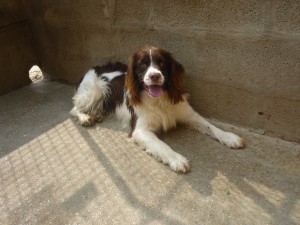 ELFE type SPRINGER ANGLAIS mâle né en 2009 - URGENT Refuge St Aubin (62) P1050134-300x225