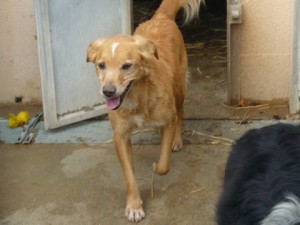62 - SOS pour les chiens du refuge de Saint-Aubin 62 Eutha prévues!!! Prince-2-300x225