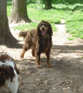 CASPER type Springer mâle né en 2007 - URGENT Refuge de Saint Aubin (62) Casper-3-268x300