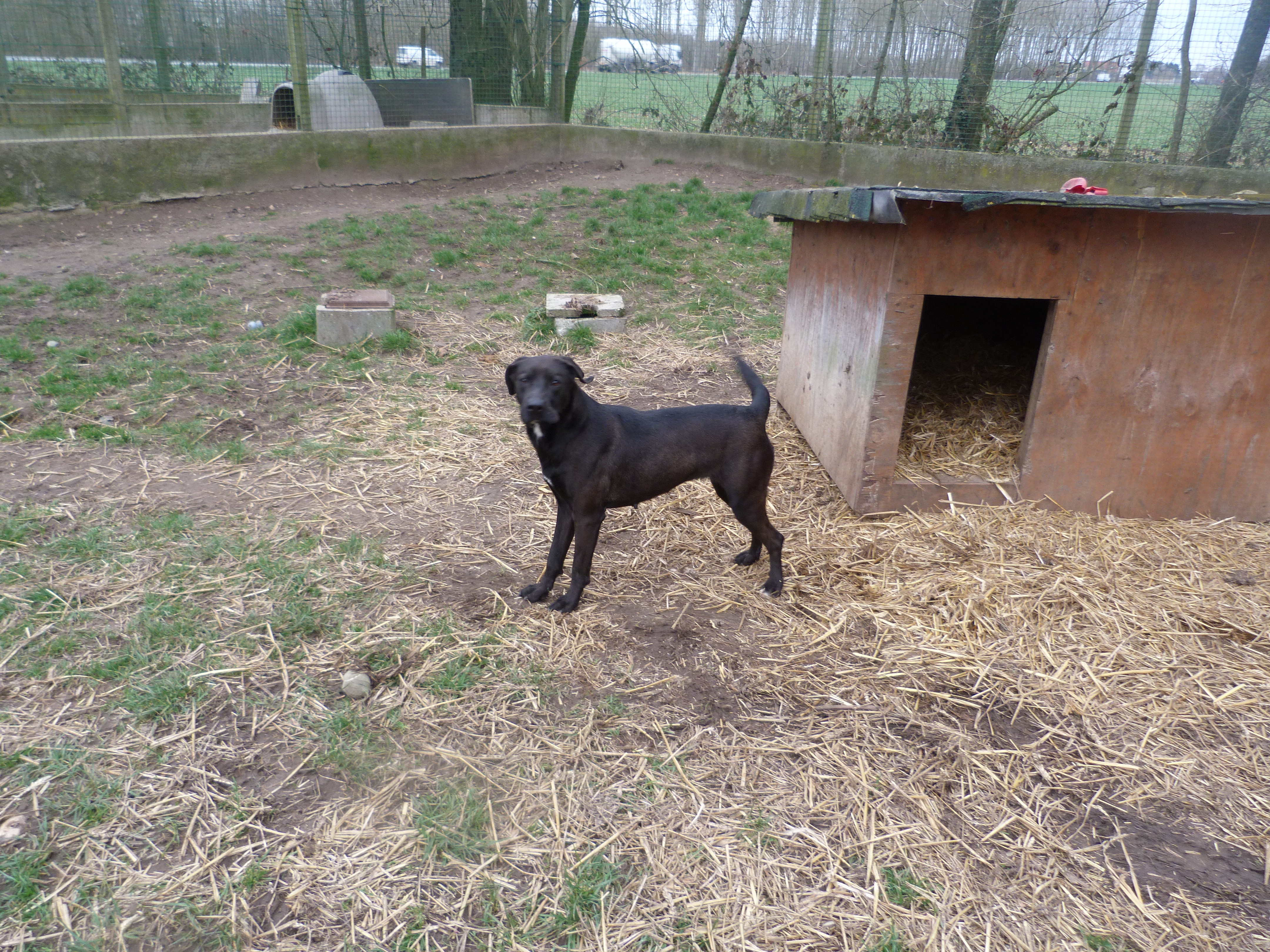 GAZELLE  -  croisée Labrador  3 ans  -  SPA  CANCHE  AUTHIE  A  SAINT  AUBIN  (59) P1130304