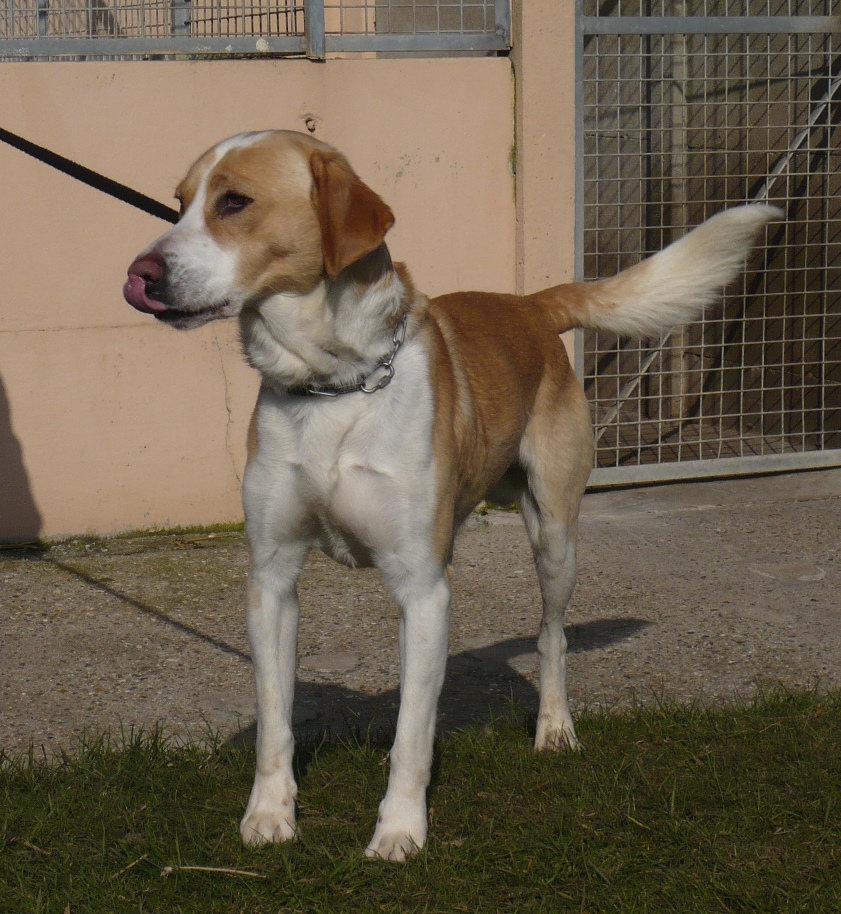 RIPOLIN  -  croisé Labrador  5 ans  -  SPA  CANCHE  AUTHIE  A  SAINT  AUBIN  (59) Ripolin