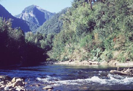 PALABRAS DE ORIGEN MAPUCHE.DESTACADO DE FEBRERO++++ Parquealerceandino