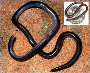 பாம்புகள் பல விதம் Snake6-300x242