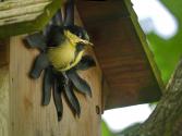 concours photo "Les prémices du printemps dans la nature" mars 2022 - Page 4 User_134_au%20nid%20petit