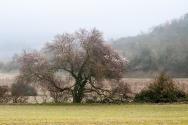 concours photo "Les prémices du printemps dans la nature" mars 2022 - Page 4 User_3636_51878941644_d6a7023736_c