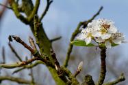 concours photo "Les prémices du printemps dans la nature" mars 2022 - Page 4 User_3642_premices%20printemps%20mars