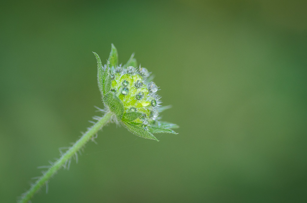 Thème d'Aout 2016 " FLORE SAUVAGE DANS LA LUMIÈRE " User_132_SEBY2321