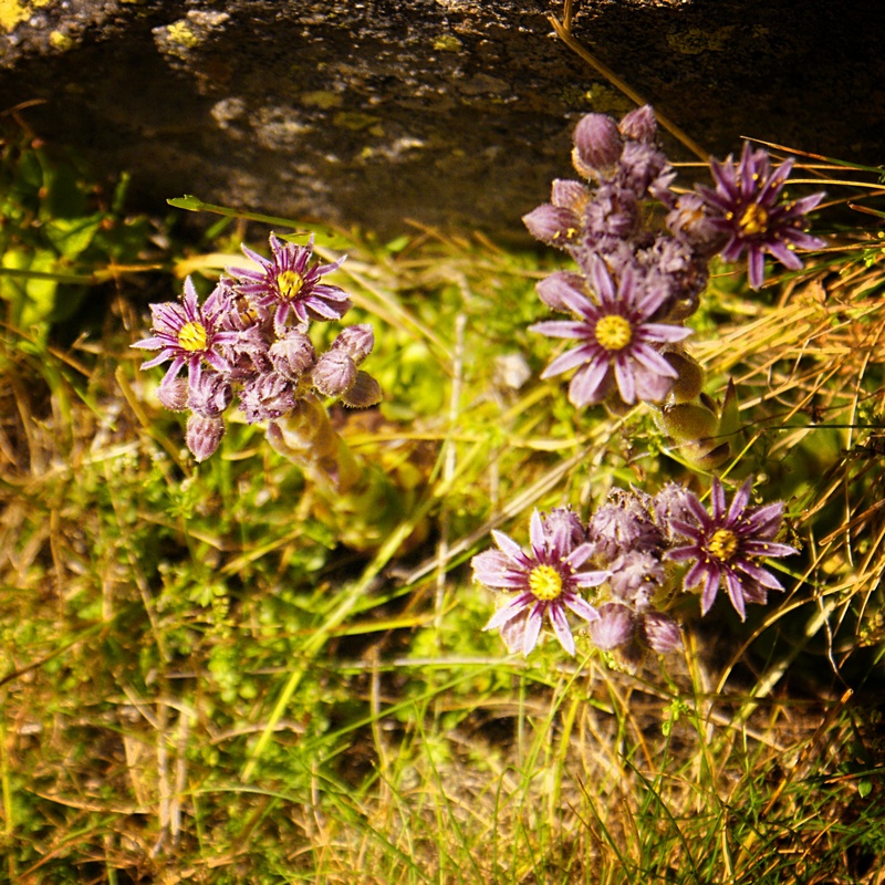 Thème d'Aout 2016 " FLORE SAUVAGE DANS LA LUMIÈRE " User_1339_JOUBARBELUX2