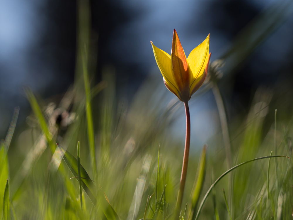 Thème d'Aout 2016 " FLORE SAUVAGE DANS LA LUMIÈRE " User_2375_P5060175_1000