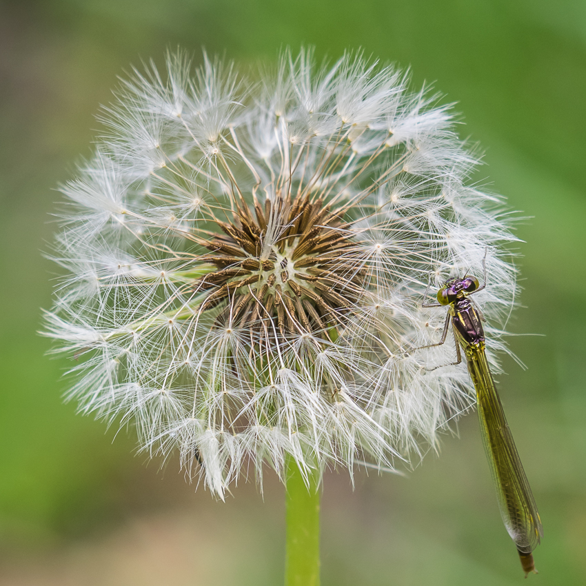 Concours photos mai 2021 "Macro Nature" - Page 3 User_2375_P5160093-1000px-2