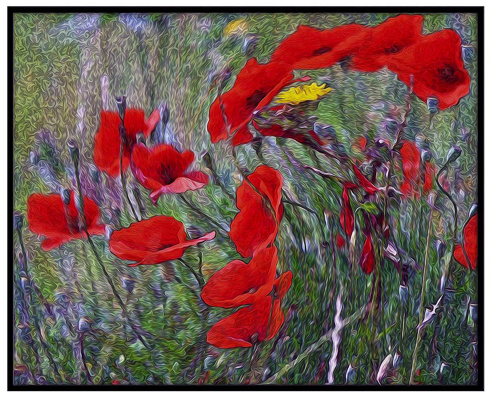 concours photo "COULEURS" octobre 2021 - Page 4 User_3661_Coquelicots%20dans%20le%20vent%20sat