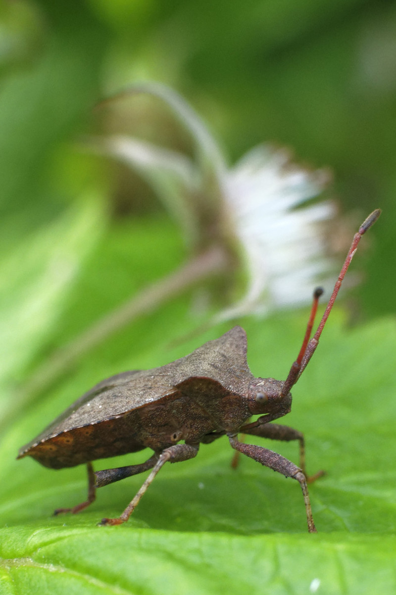 Macro d'un insecte entre deux pluies ! _DSC0353_DxO