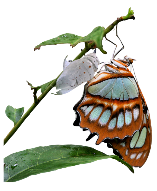 *** LAS MARIPOSAS DEL RINCON DE ENERI *** - Página 16 0d81449e