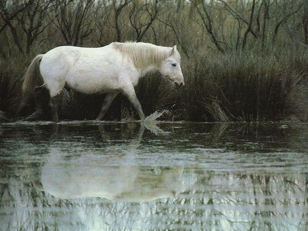 fond d'ecran chevaux 6d64851f