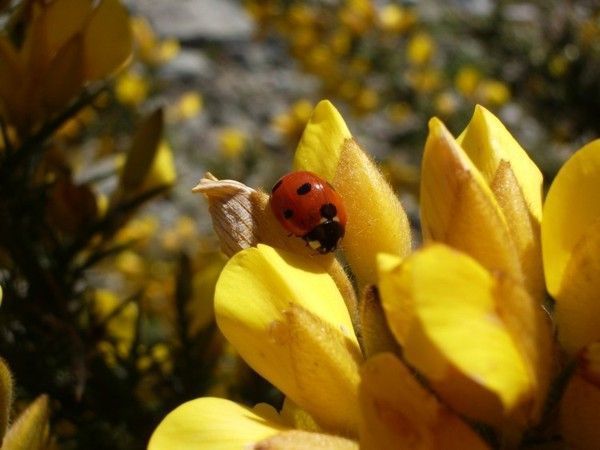 La coccinelle (photos) 92d29351