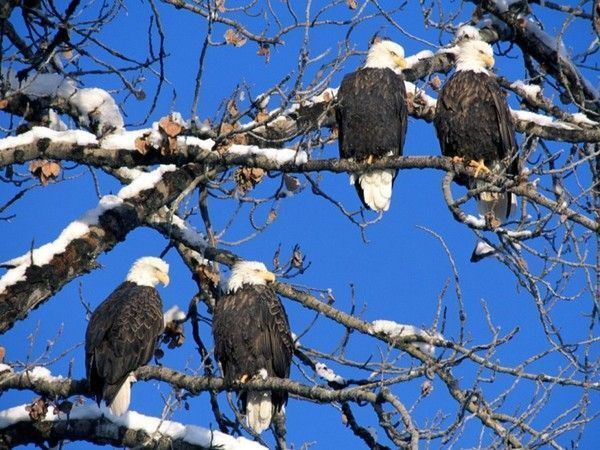 Photos d'animaux (canards,cygnes,..aigles) A3ac242e