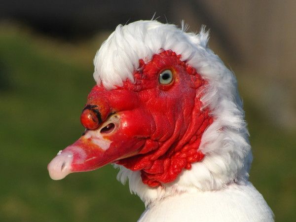 Photos d'animaux (canards,cygnes,..aigles) C56ae58c