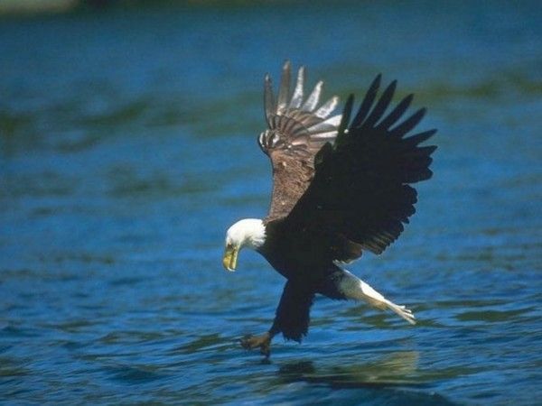 Photos d'animaux (canards,cygnes,..aigles) Cfca6db2