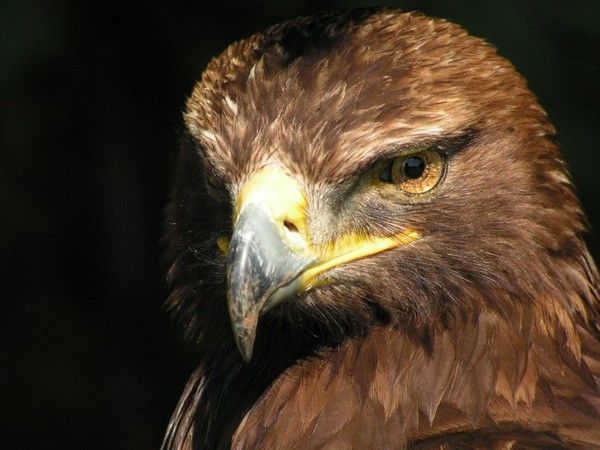 Photos d'animaux (canards,cygnes,..aigles) Ec0a54a8