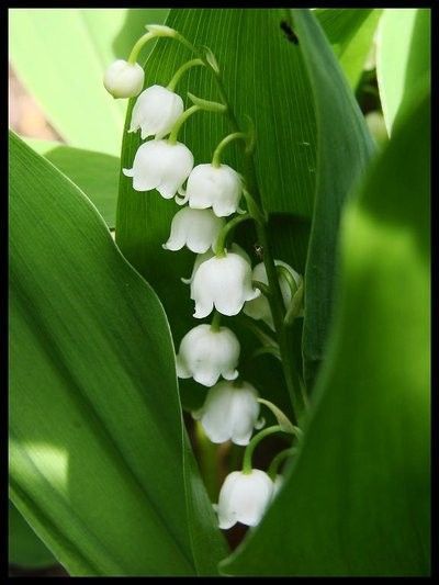 Poèmes sur le muguet et les fleurs 165df722