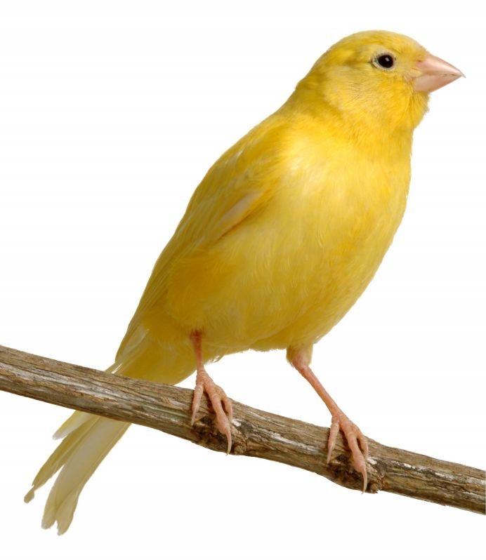 مجموعة رائعه من الطيور Canari