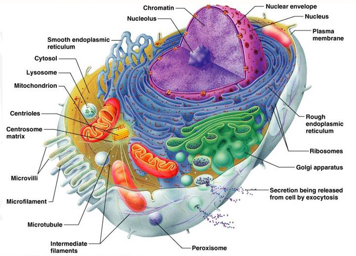 Abiogenesis: The cell is irreducibly complex Cell-hematology