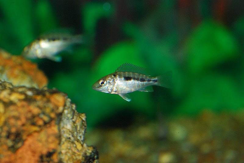 Premiére naissance de Mylochromis 1266743090