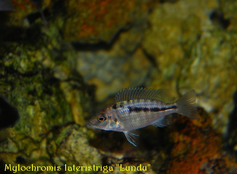 Premiére naissance de Mylochromis 1276698571