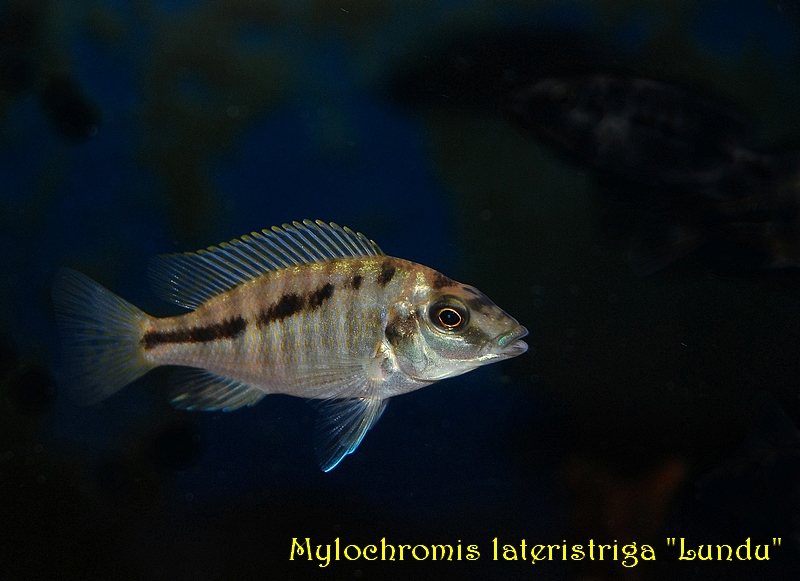 Premiére naissance de Mylochromis 1276700022