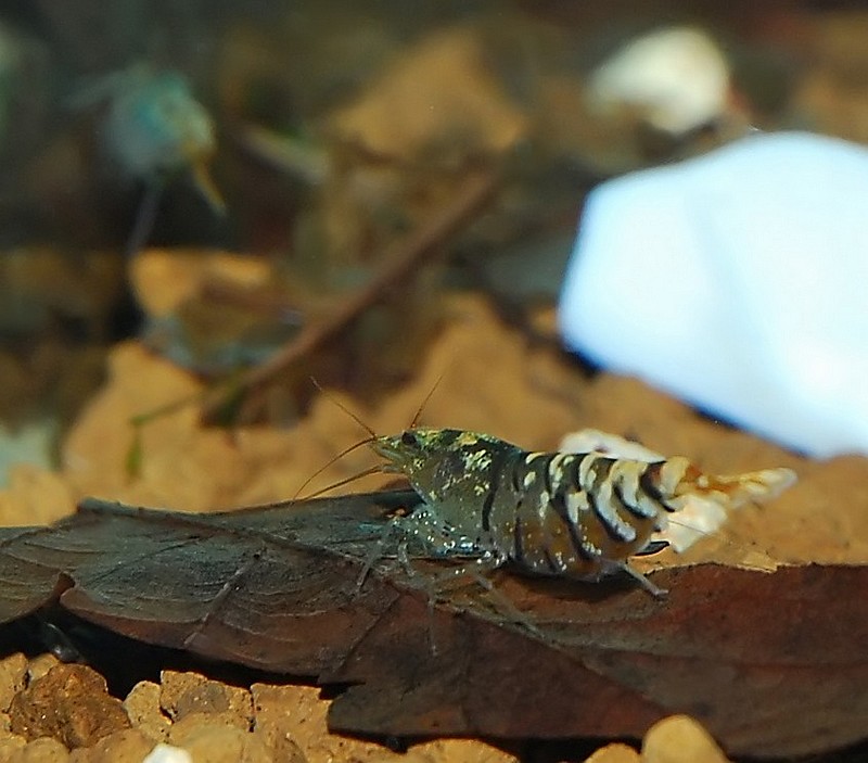 Les bacs à crevettes se multiplient - Page 2 1295519350