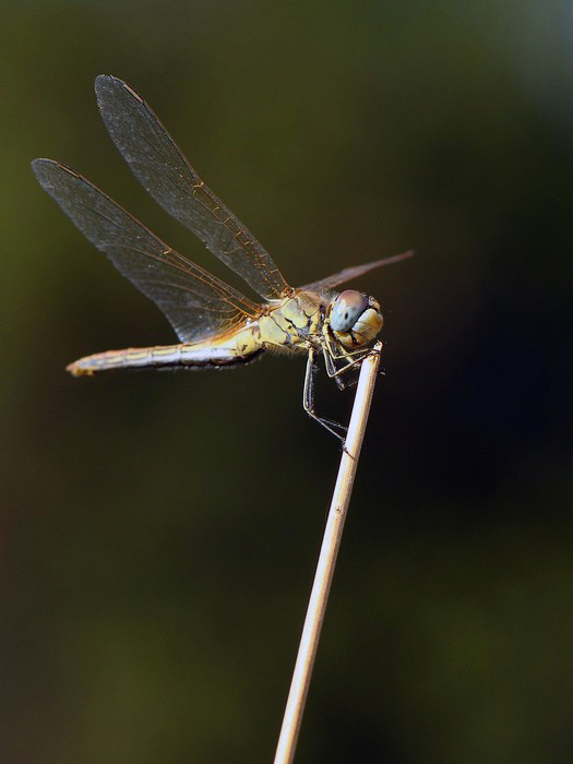 libellule,agrion,demoiselle DSC_0075%20(2)