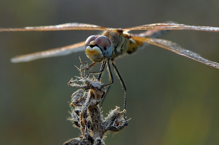 libellule,agrion,demoiselle DSC_0145